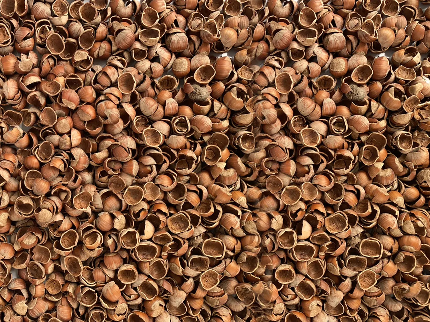 Скорлупа фундука (лесного ореха, лещины), 60 л