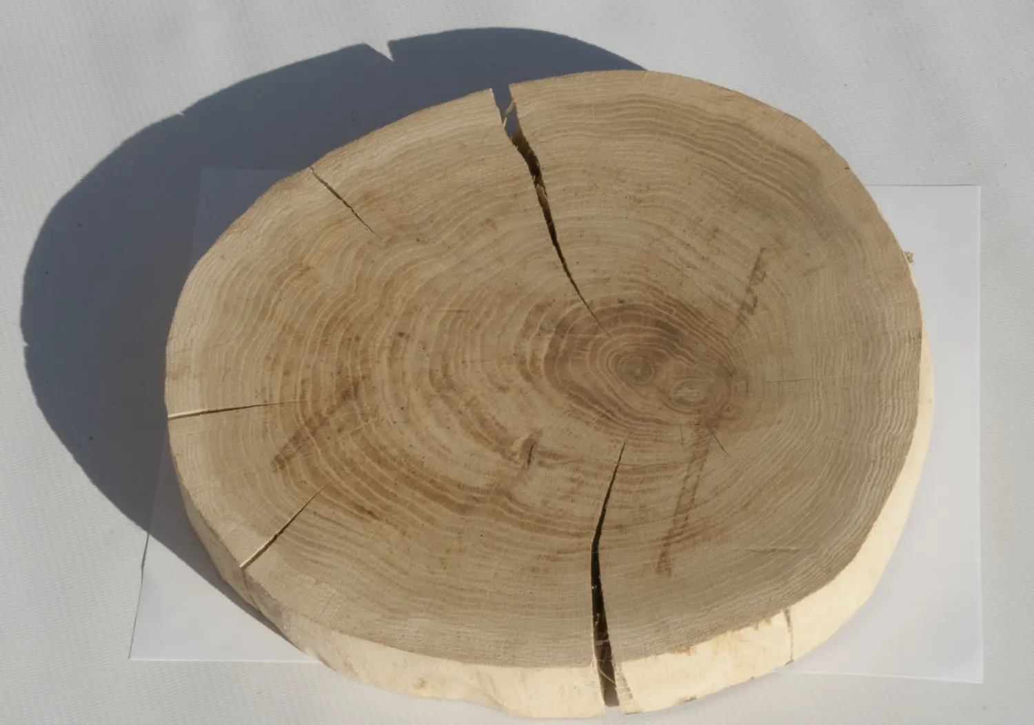 Спил дуб шлифовка СДШ2, (Ø 25-30см, h 3см), шт