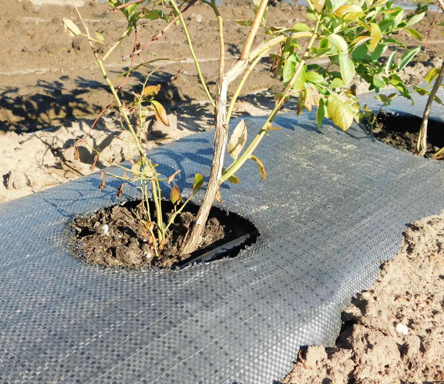 Агротекс Геоткань 100, Черный, 4,2*100 м, рул