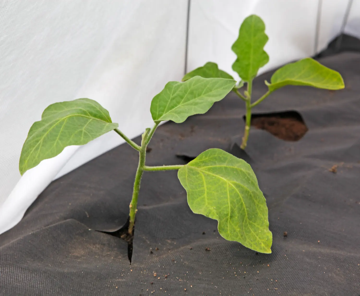 Агротекс Черный 60, 1,6*10 м, уп