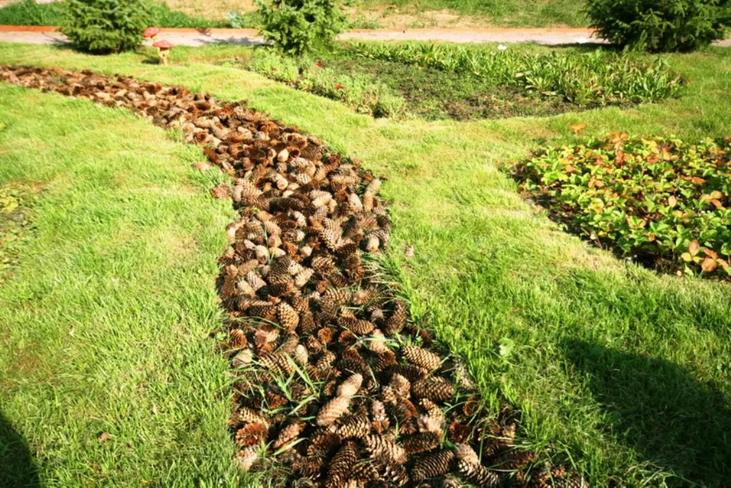 Шишки сосновые мелкие (600-800 шт), 60 л