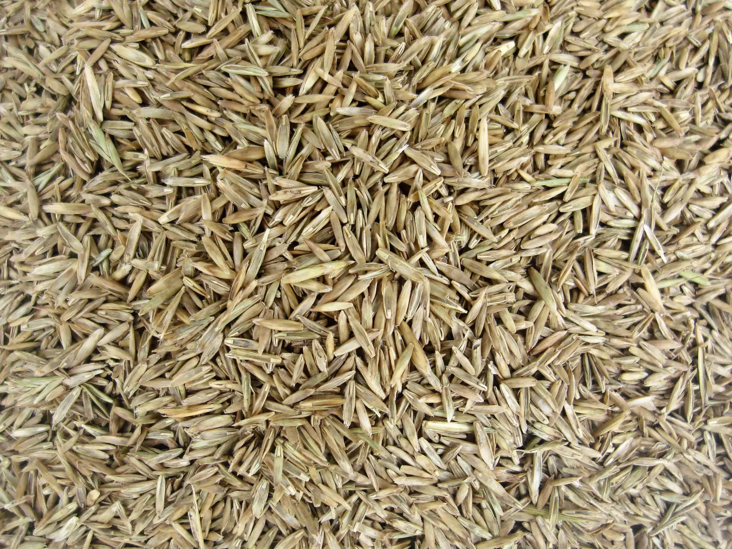 Трава Овсяница луговая, 1,0 кг