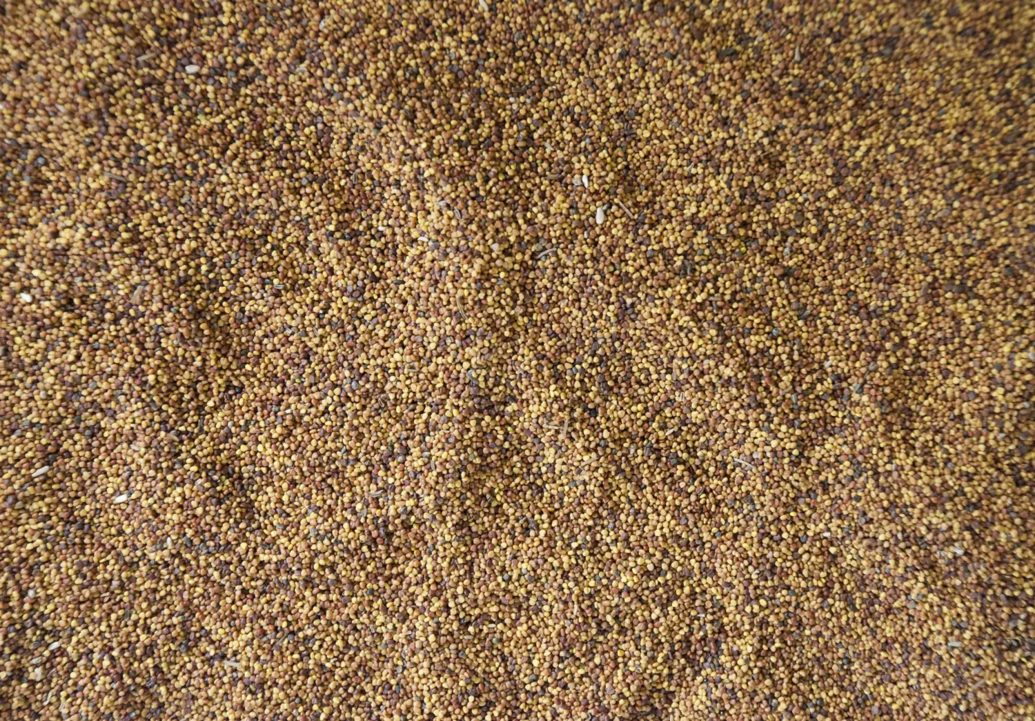 Сидерат Клевер белый-ползучий, 0,5 кг