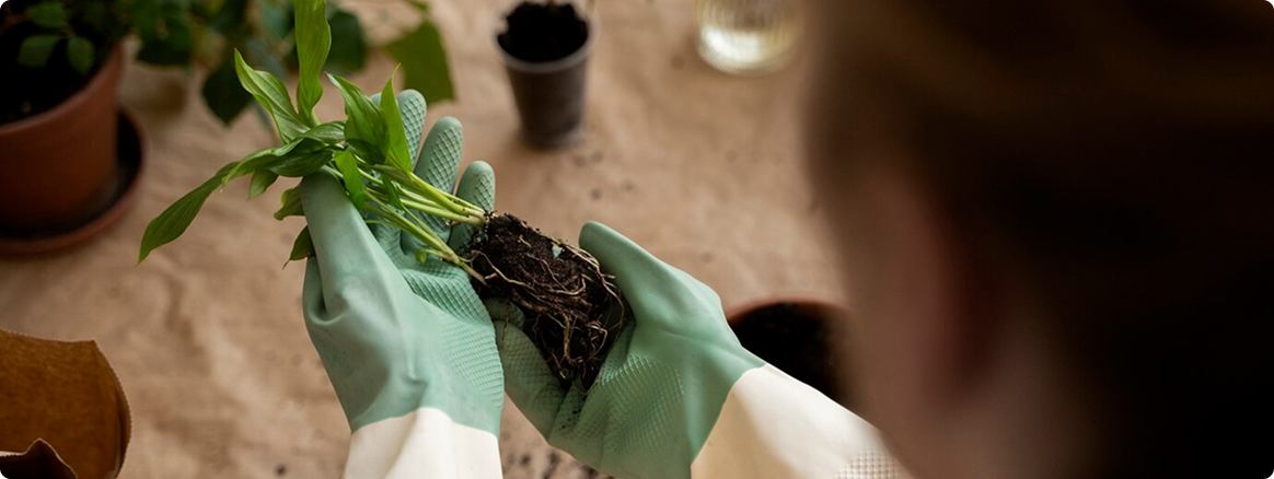 Какая лампа нужна для рассады: виды и критерии выбора 5