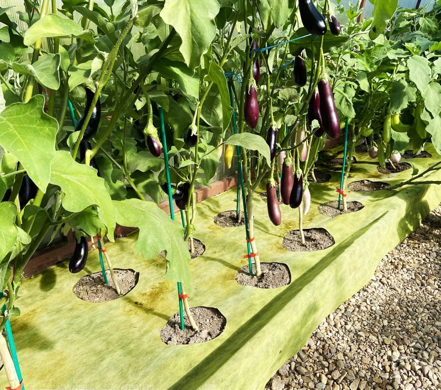 Агротекс двойная защита Желто-чёрный 80, 1,6*5 м, уп