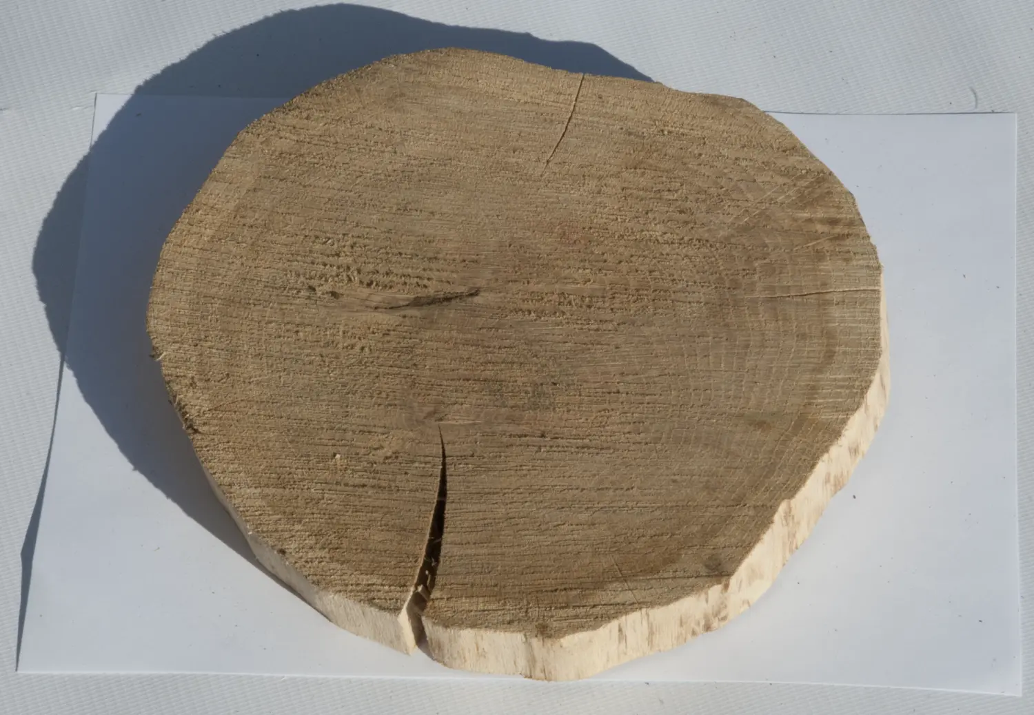 Спил дуб шлифовка СДШ2, (Ø 20-25см, h 3см), шт