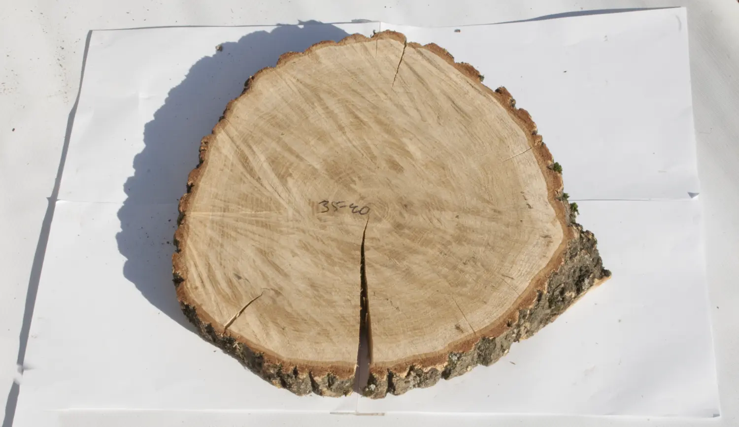 Спил дуб шлифовка СДШ1, (Ø 35-40см, h 3см), шт