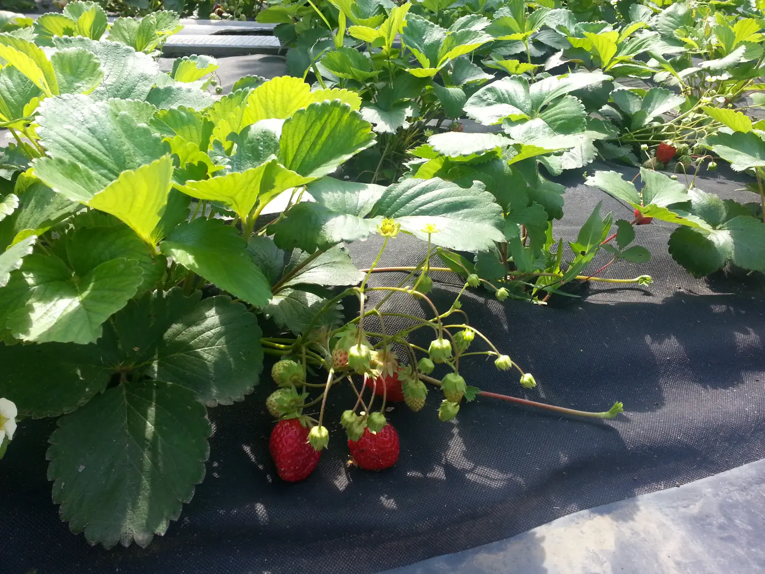 Агротекс Черный 60, 1,6*10 м, уп