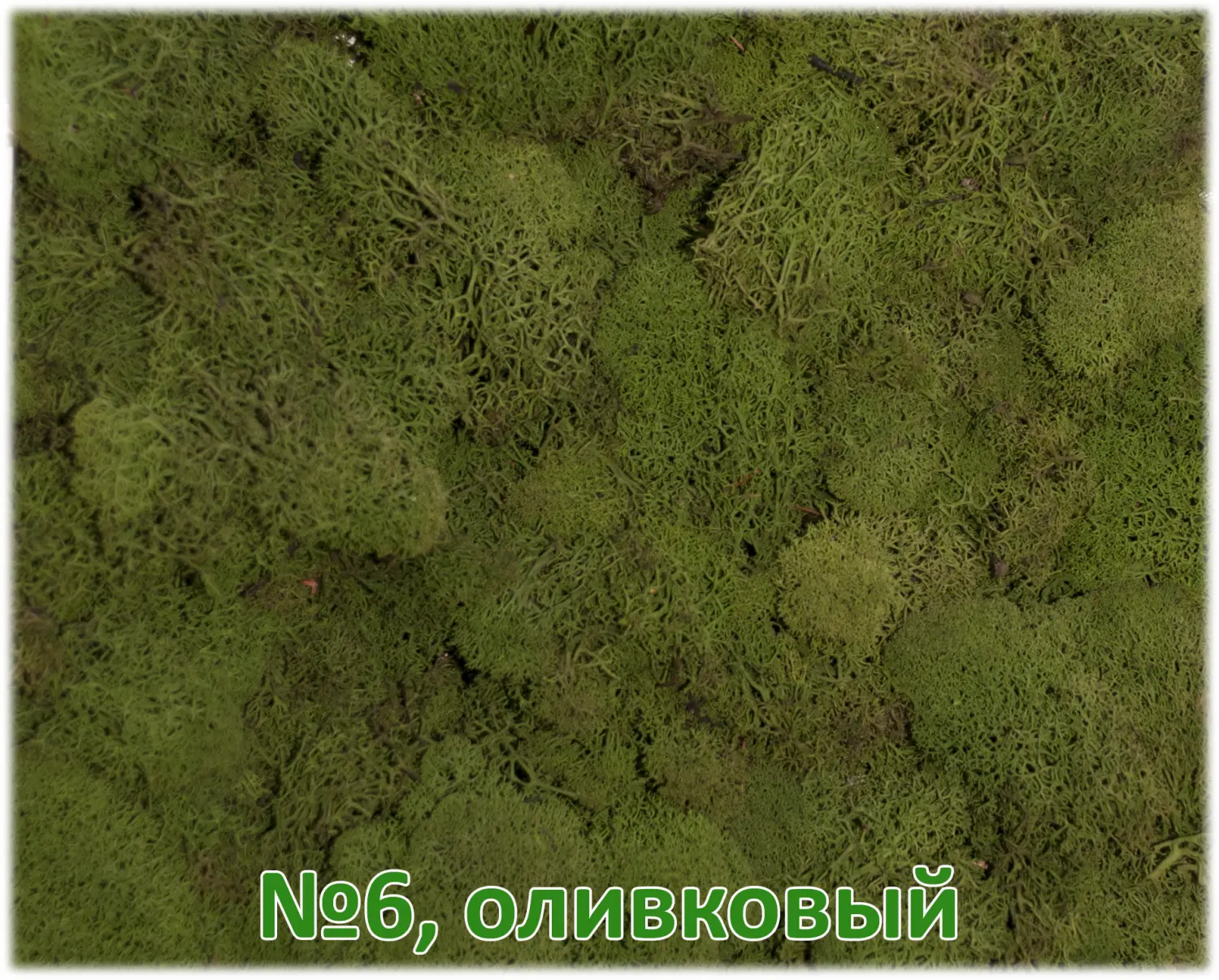 Мох стабилизированный №6 оливковый, 30*40 см, пак
