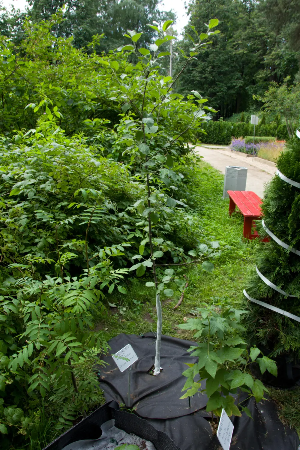 Бинт садовый отрывной УФ, 0,16*50 м