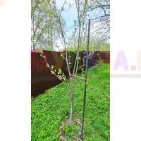 Деревянная опора для саженцев плодовых деревьев