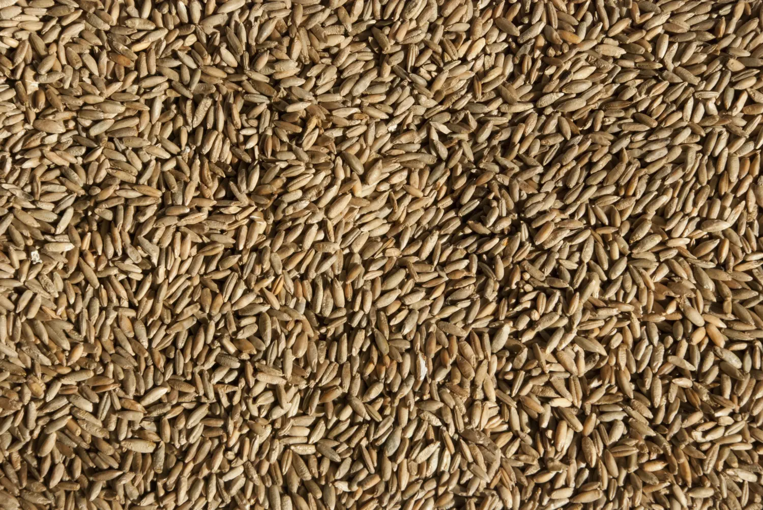 Сидерат Рожь, 1,0 кг