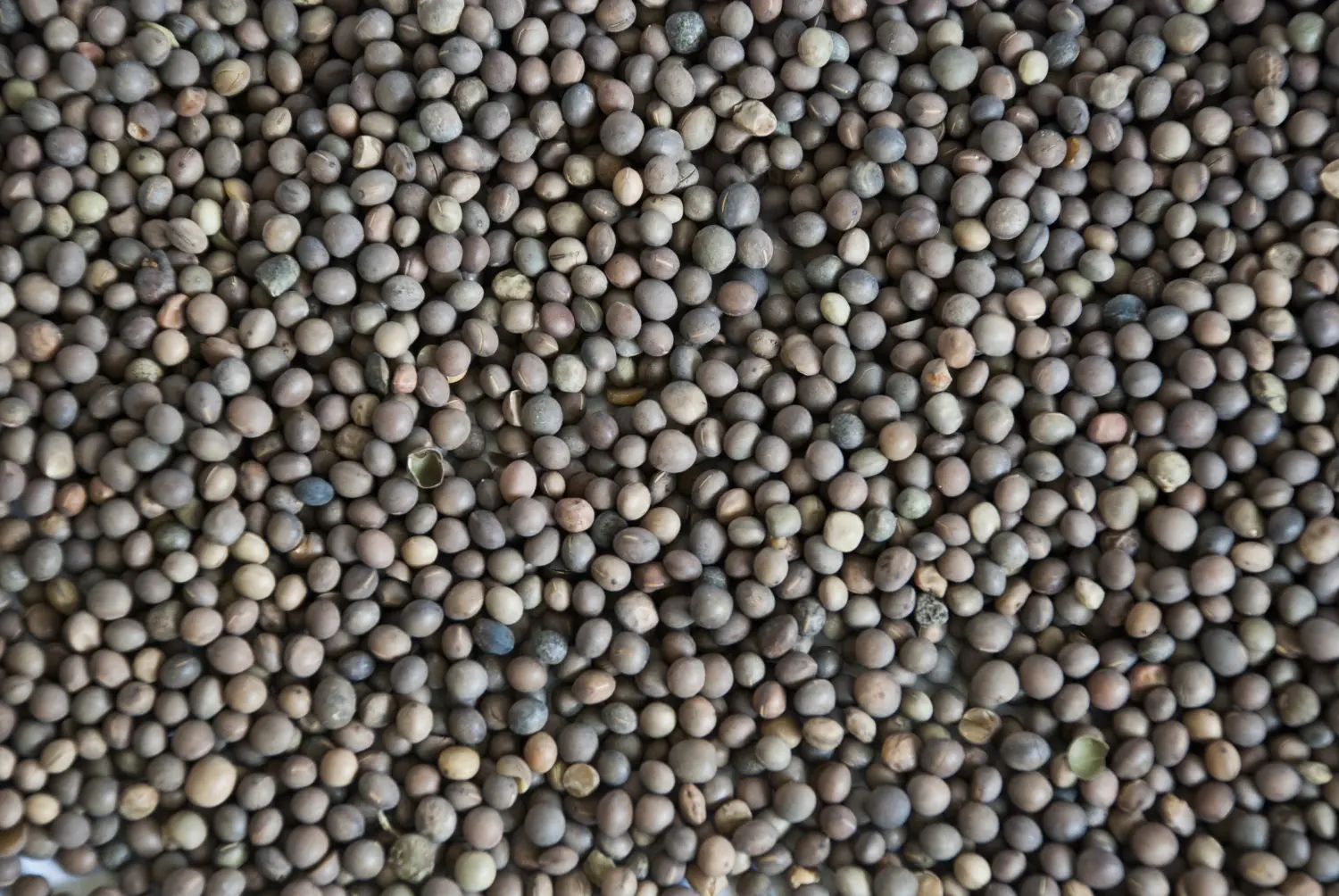 Сидерат Вика, 0,5 кг