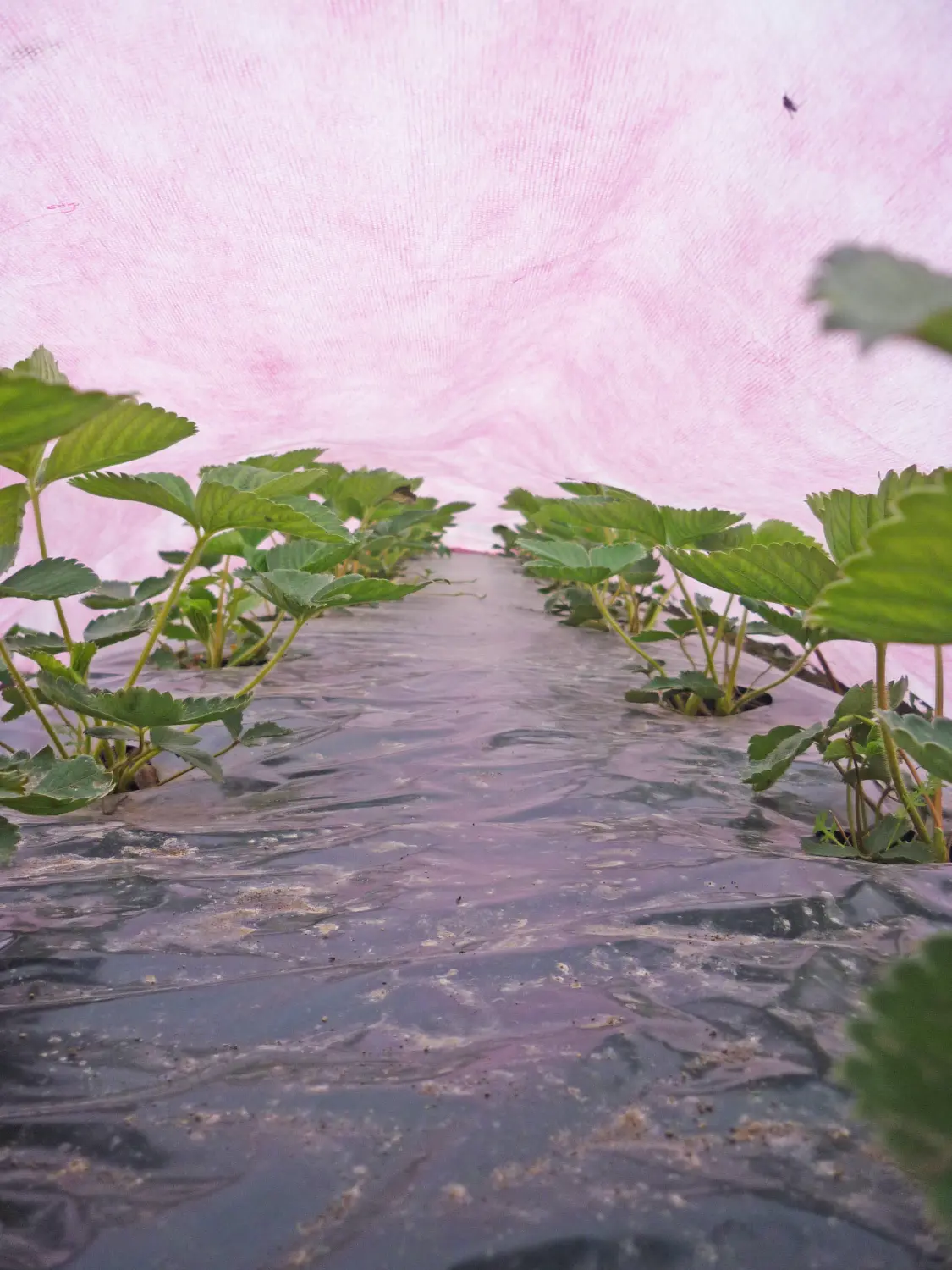 Агротекс двойная защита Бело-красный 60, 3,0*100 м, рул