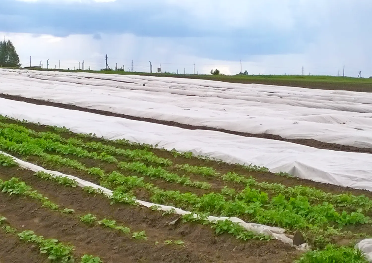 Агротекс Белый 42, 3,2*10 м, уп