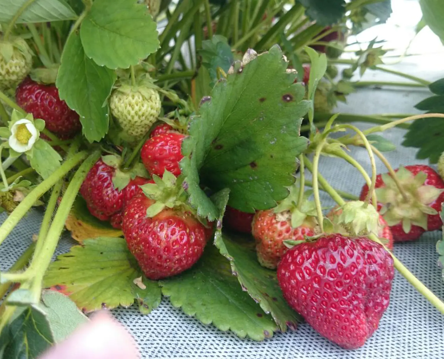 Агротекс двойная защита Бело-чёрный 80, 1,6*5 м, уп