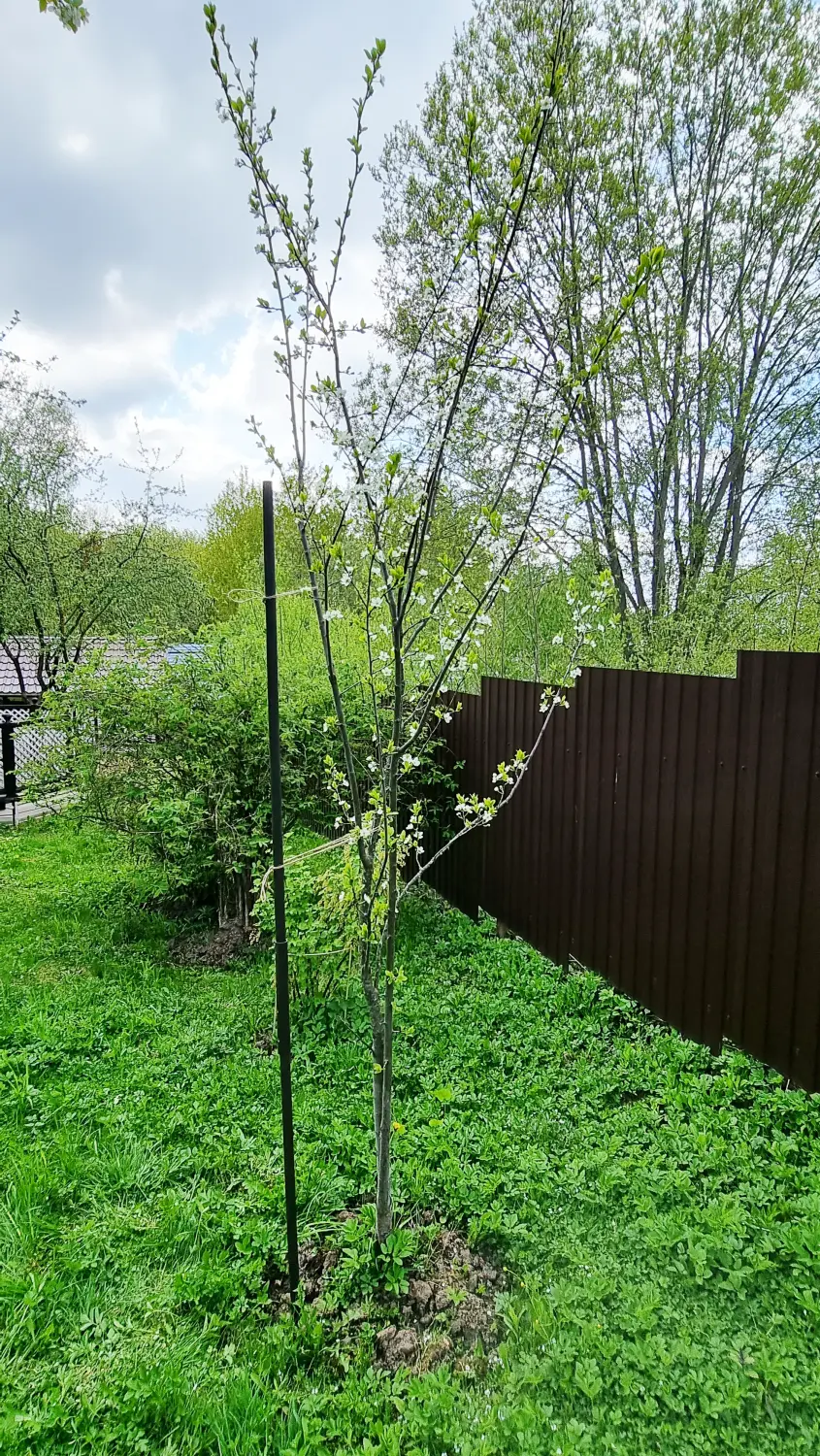 Опора деревянная для плодовых деревьев 160 см, 10 шт/уп