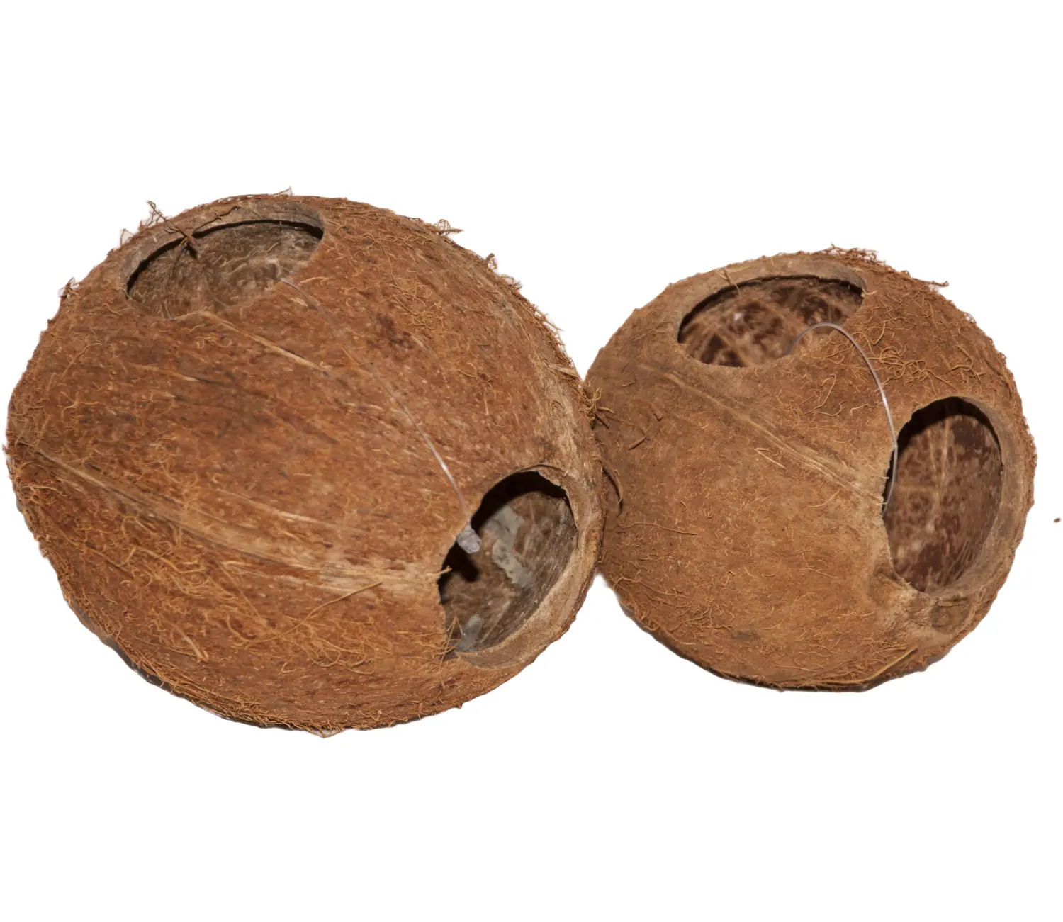 Кокос целый большой с отверстием, шт