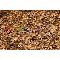 Скорлупа кедрового ореха