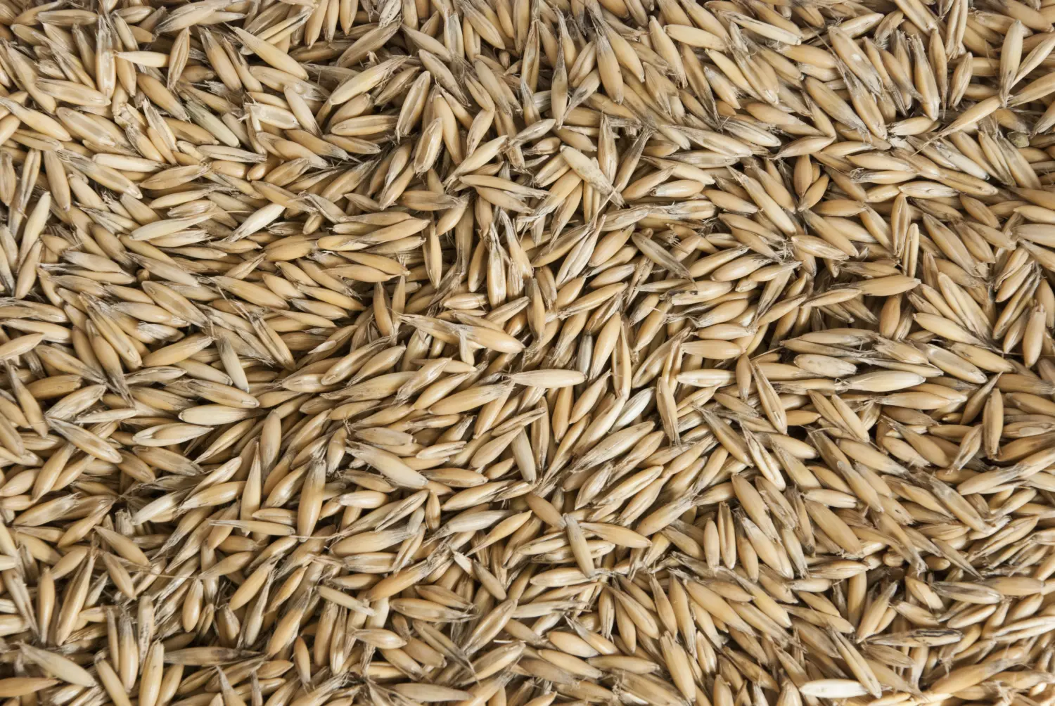 Сидерат Овес, 1,0 кг