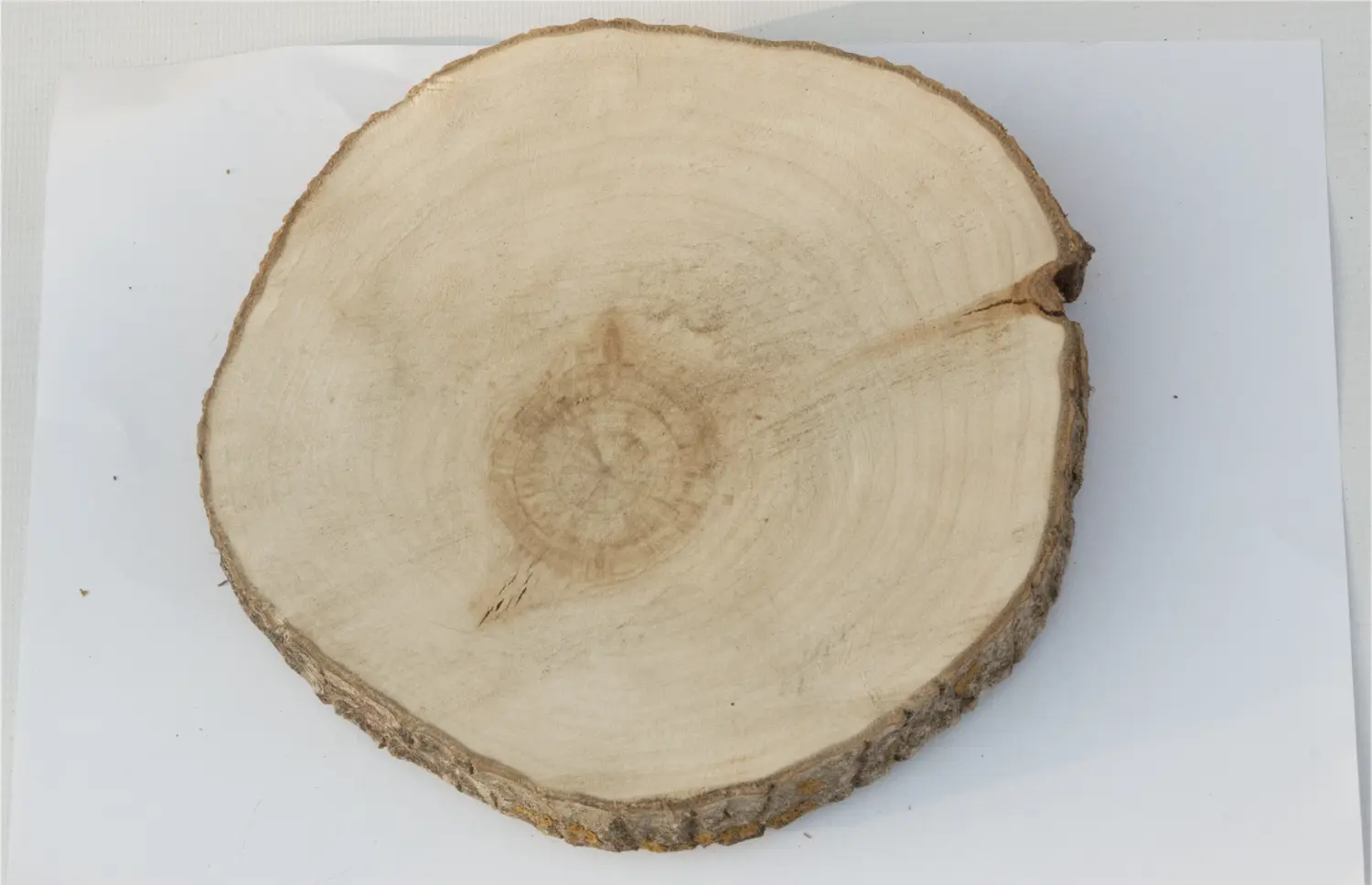 Спил осина шлифовка СОсШ1, (Ø 20-25 см, h 2см), шт