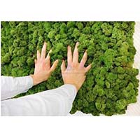 Стабилизированный мох для создания оригинальных интерьеров