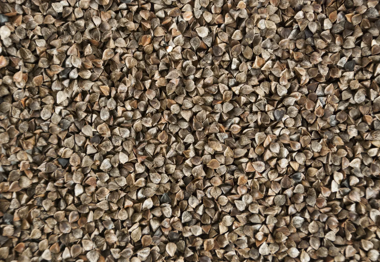 Сидерат Гречиха, 0,5 кг