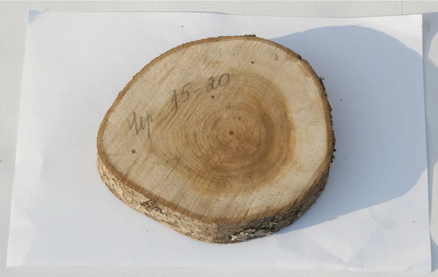 Спил черемуха шлифовка СЧШ1, (Ø 15-20 см, h 2-3см), шт