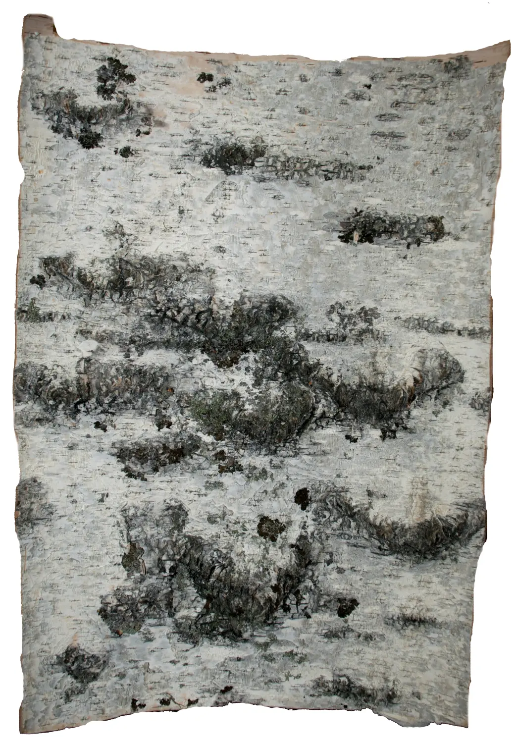 Береста в листах ( ~ 20 x 20 см), шт