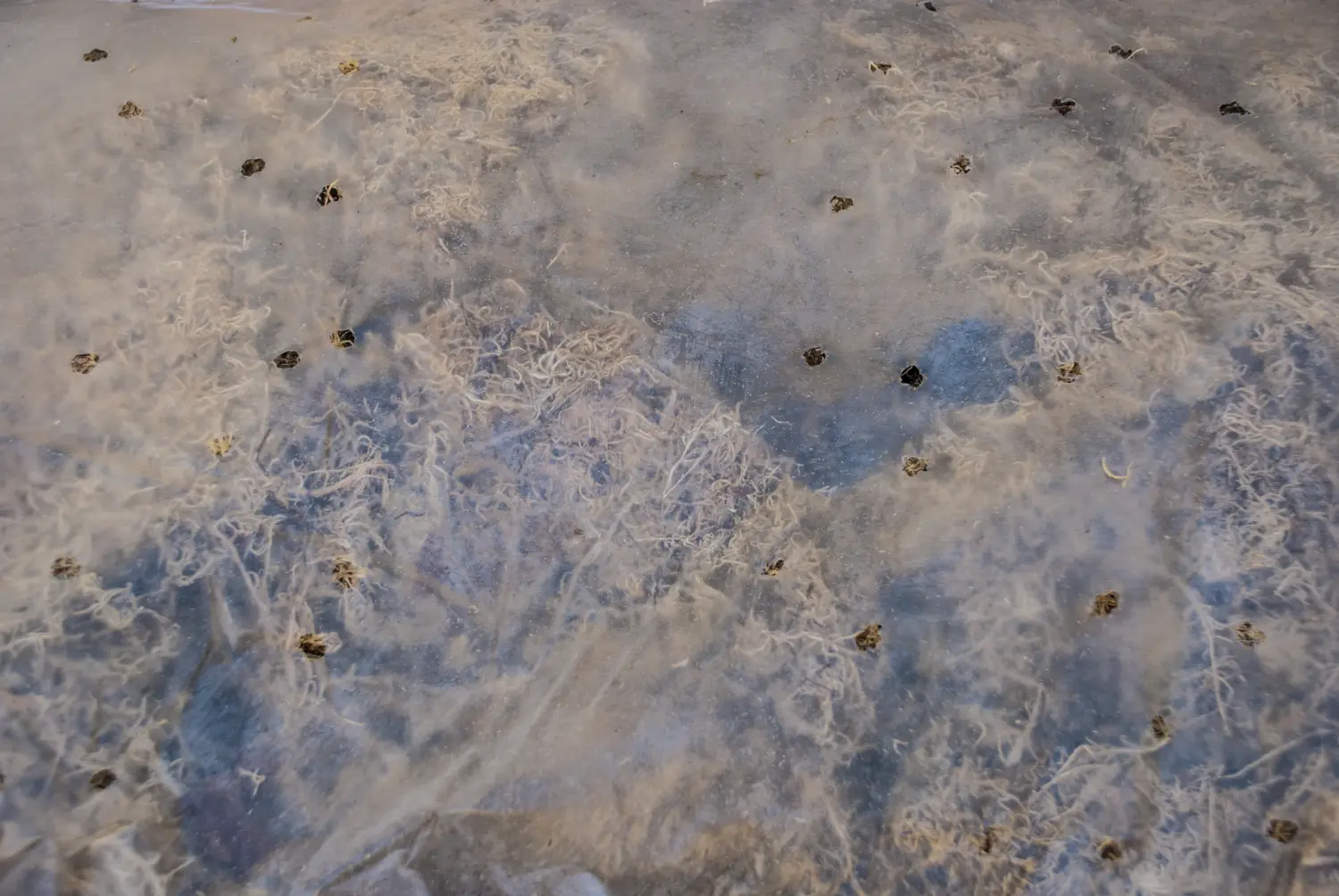 Мох болотный сфагнум, 60 л, меш