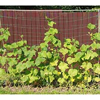 Шпалера для выращивания огурцов - повысит урожайность и предотвратит гнилостные заболевания