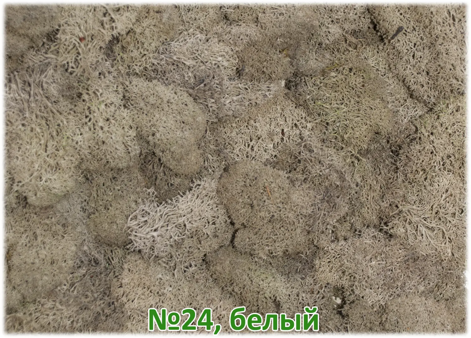 Мох стабилизированный №24 белый, 30*40 см, пак
