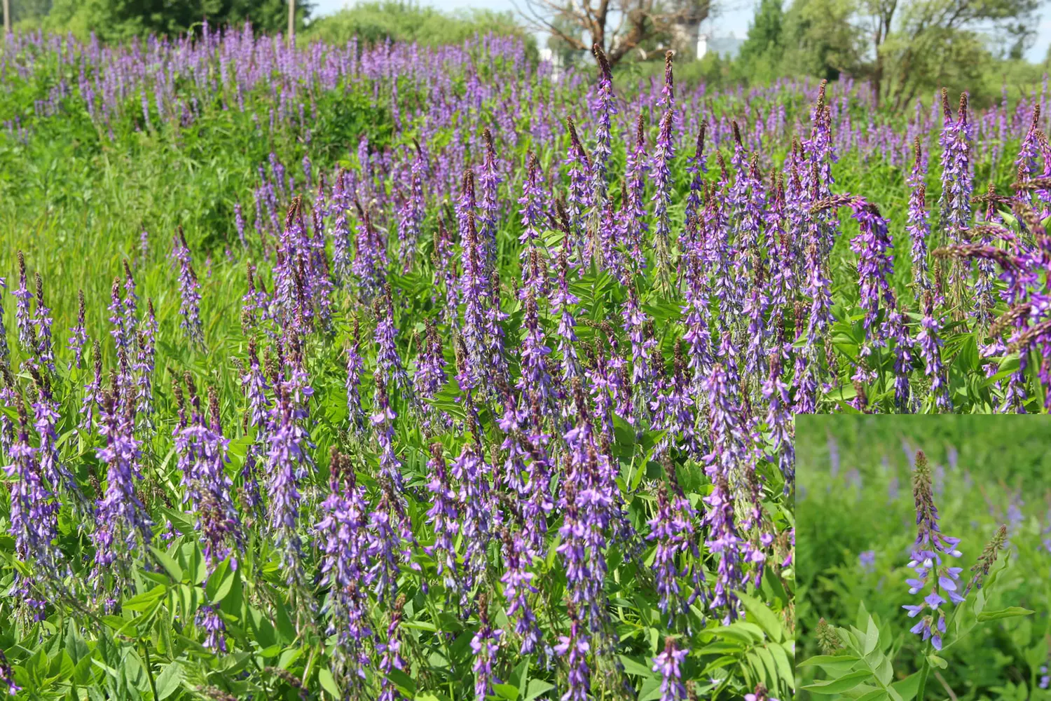 Сидерат Козлятник, 0,5 кг