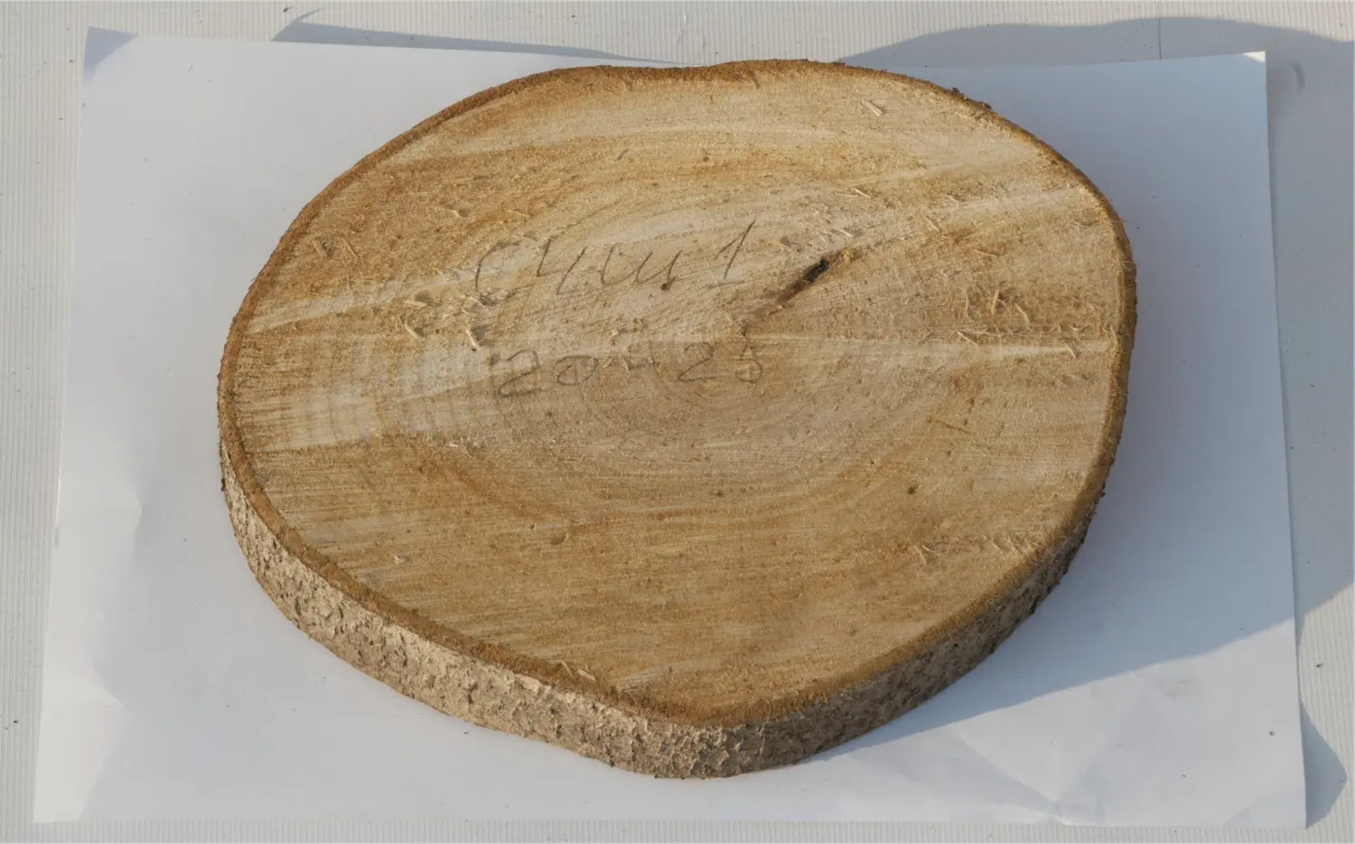 Спил черемуха шлифовка СЧШ1, (Ø 20-25 см, h 2-3см), шт