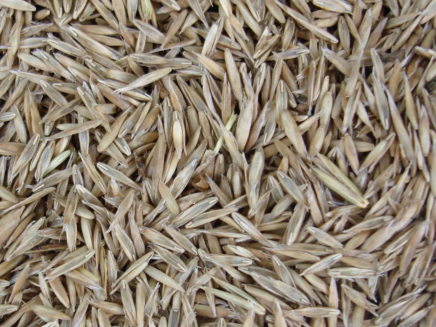 Трава Овсяница тростниковая, 0,5 кг