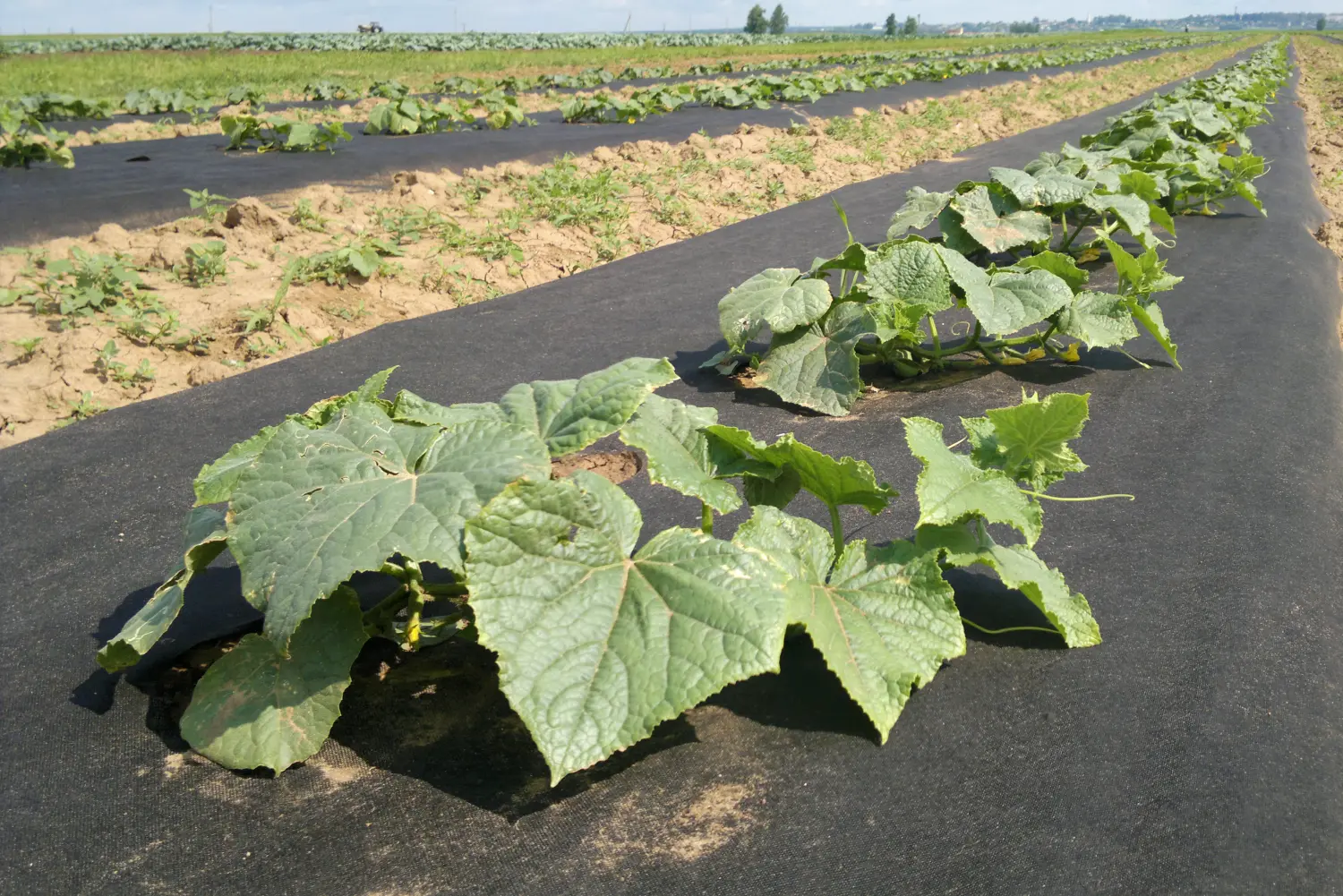 Агротекс Черный 80, 3,2*200 м, рул