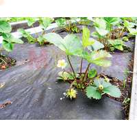 Материал для мульчирования растений в теплицах и в открытом грунте