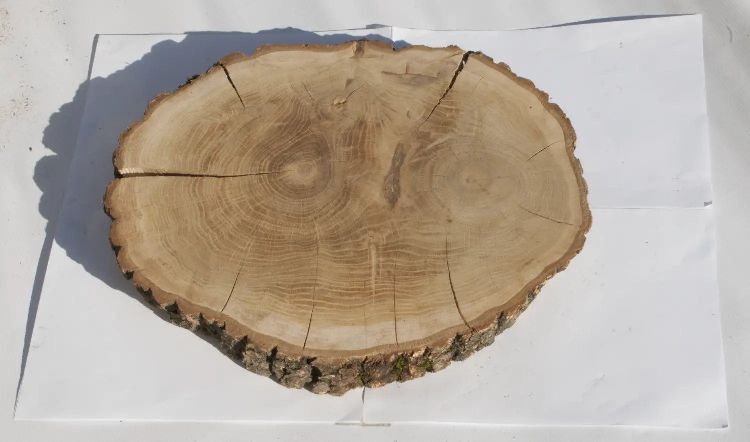 Спил дуб шлифовка СДШ1, (Ø 35-40см, h 3см), шт