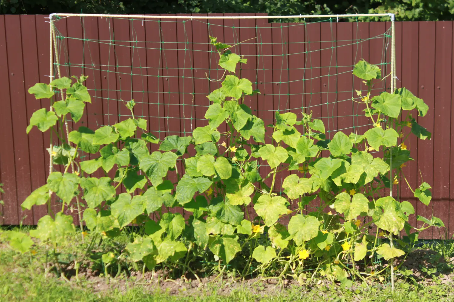 Шпалера для огурцов (двускатная), композитная, 200 * h 180 см, уп