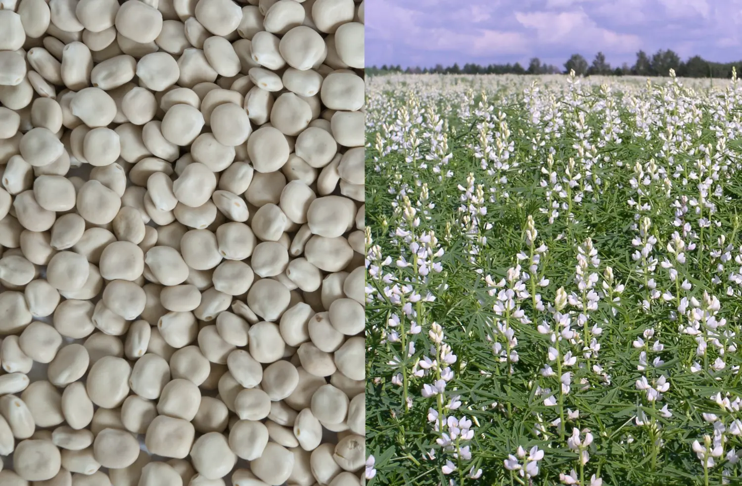 Сидерат Люпин, 0,5 кг