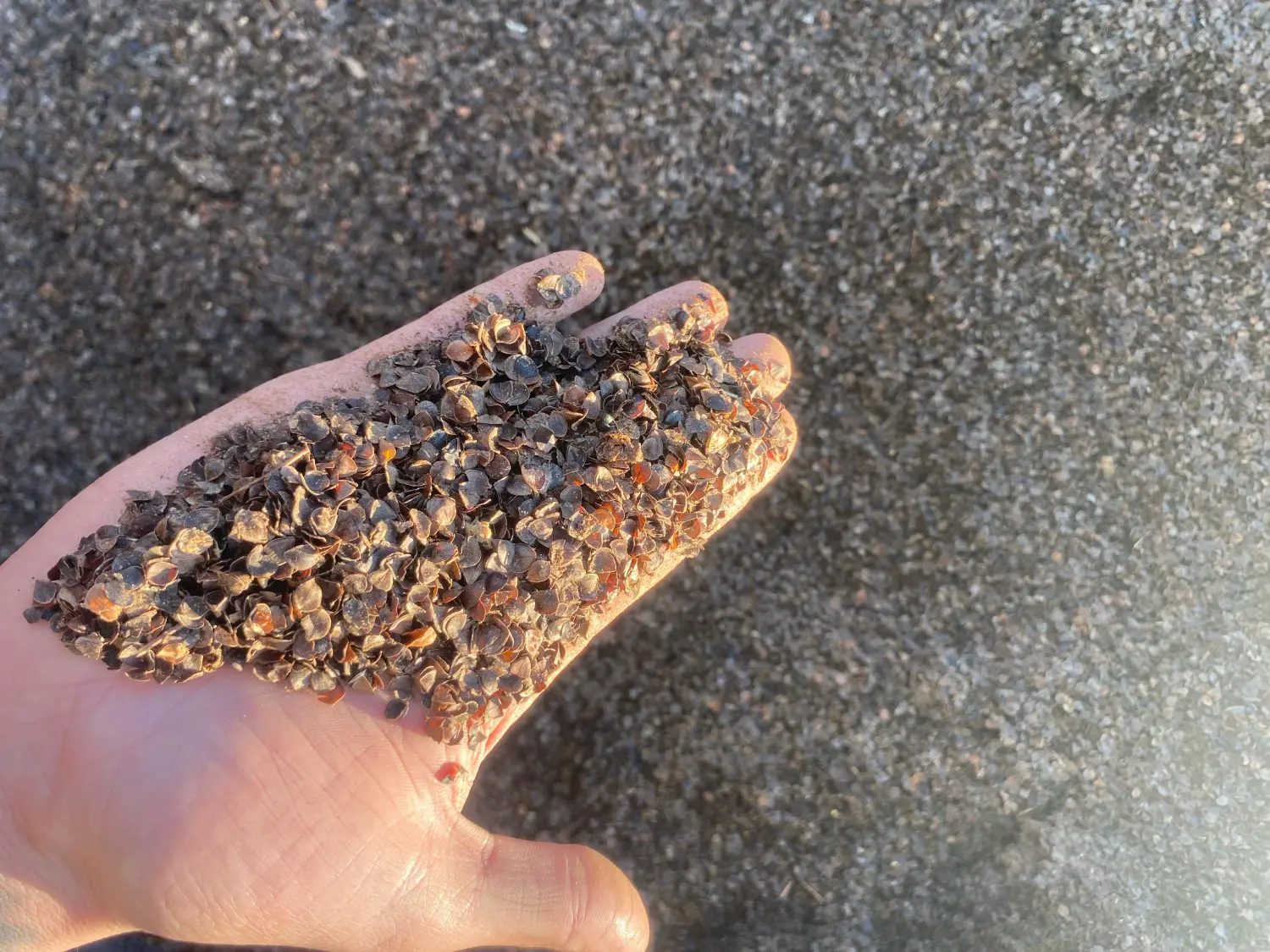 Лузга гречихи, 60 л