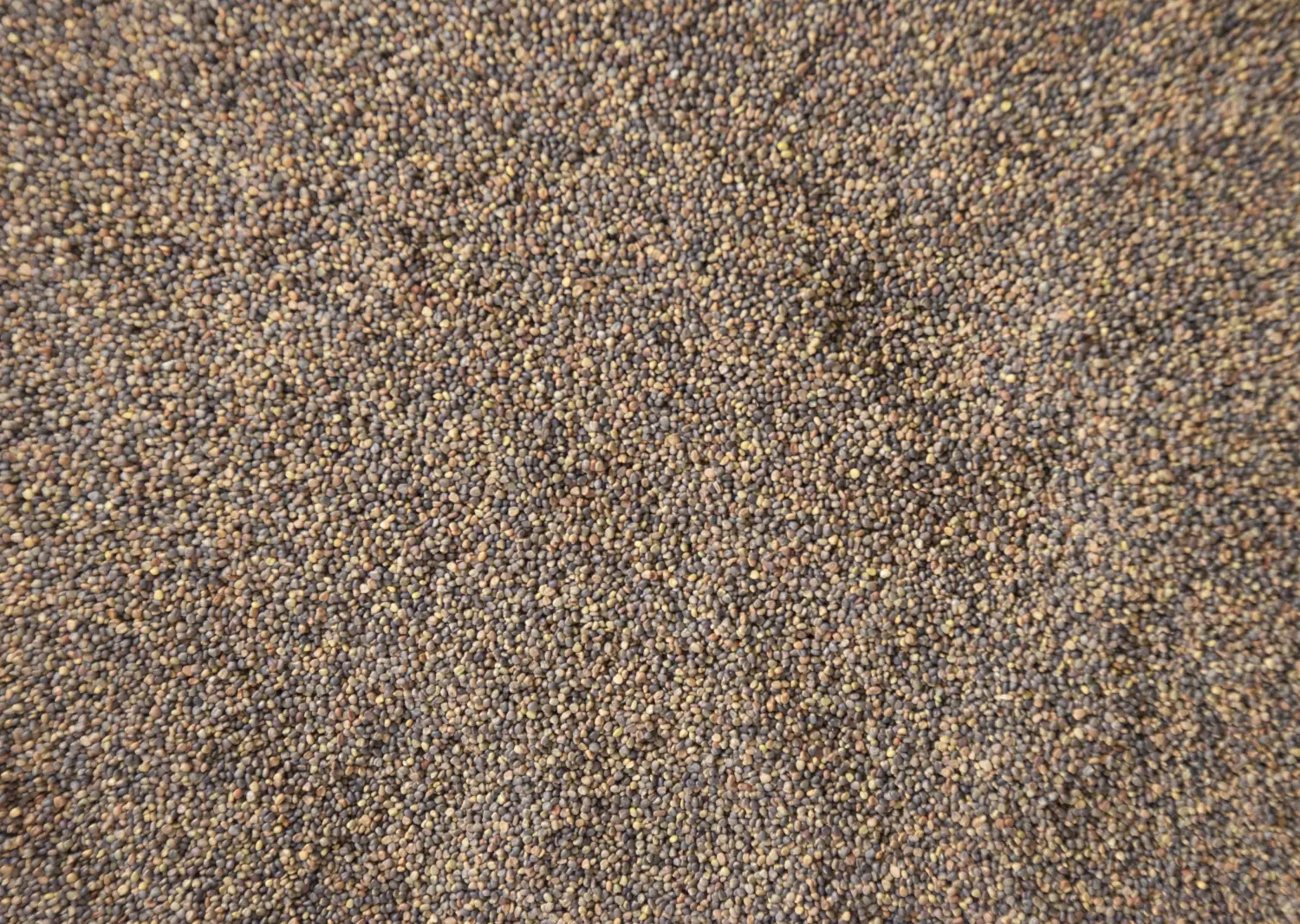 Сидерат Клевер гибридный, 0,5 кг