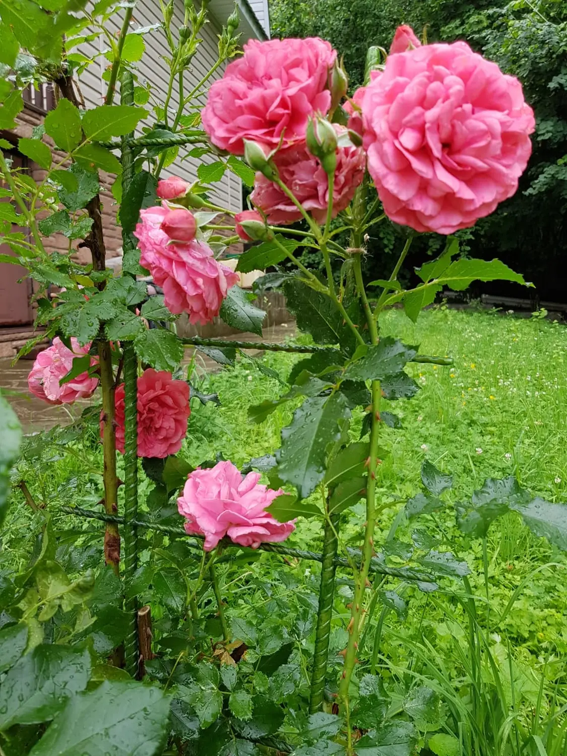 Шпалера для вьющихся, композитная, h 200 см, шт