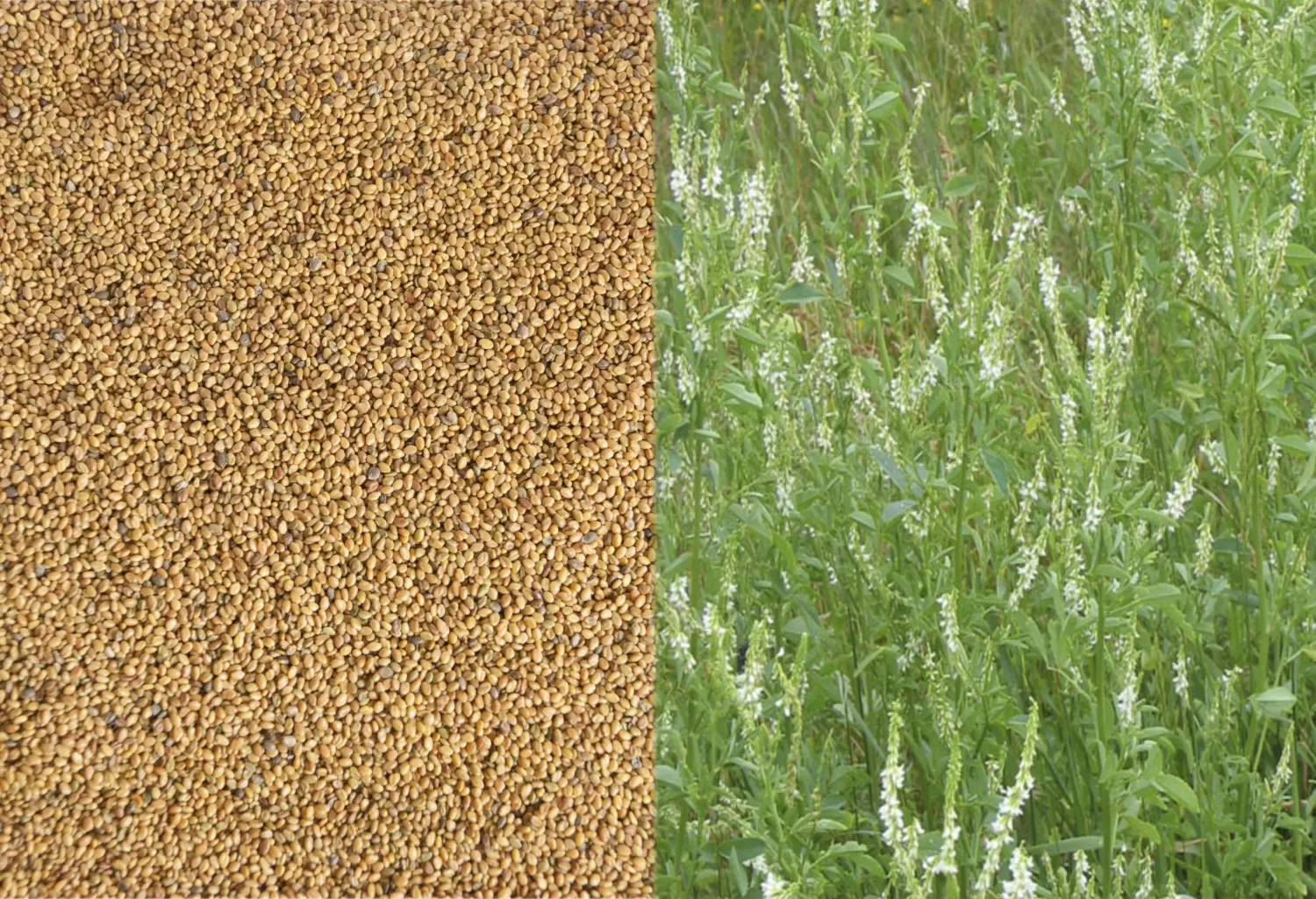 Сидерат Донник белый, 0,5 кг