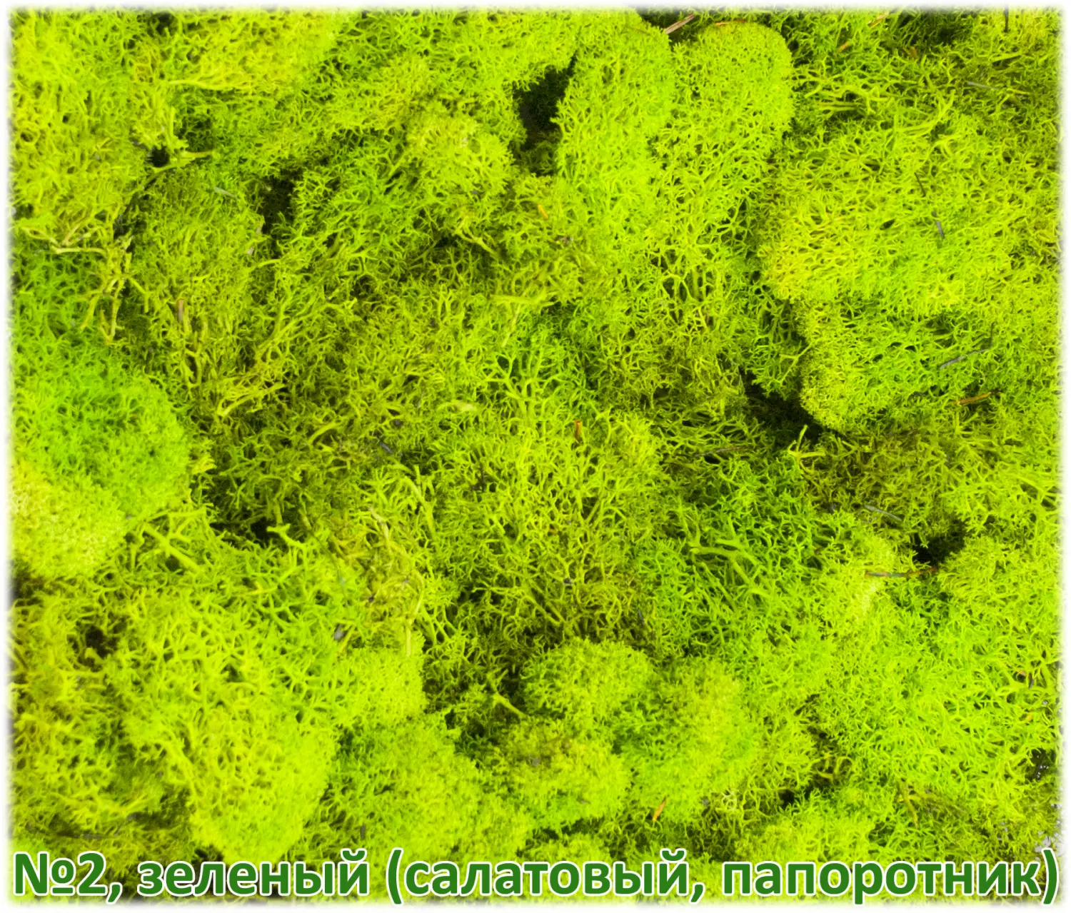 Мох стабилизированный №2 зеленый (салатовый, папоротник), 30*40 см, пак