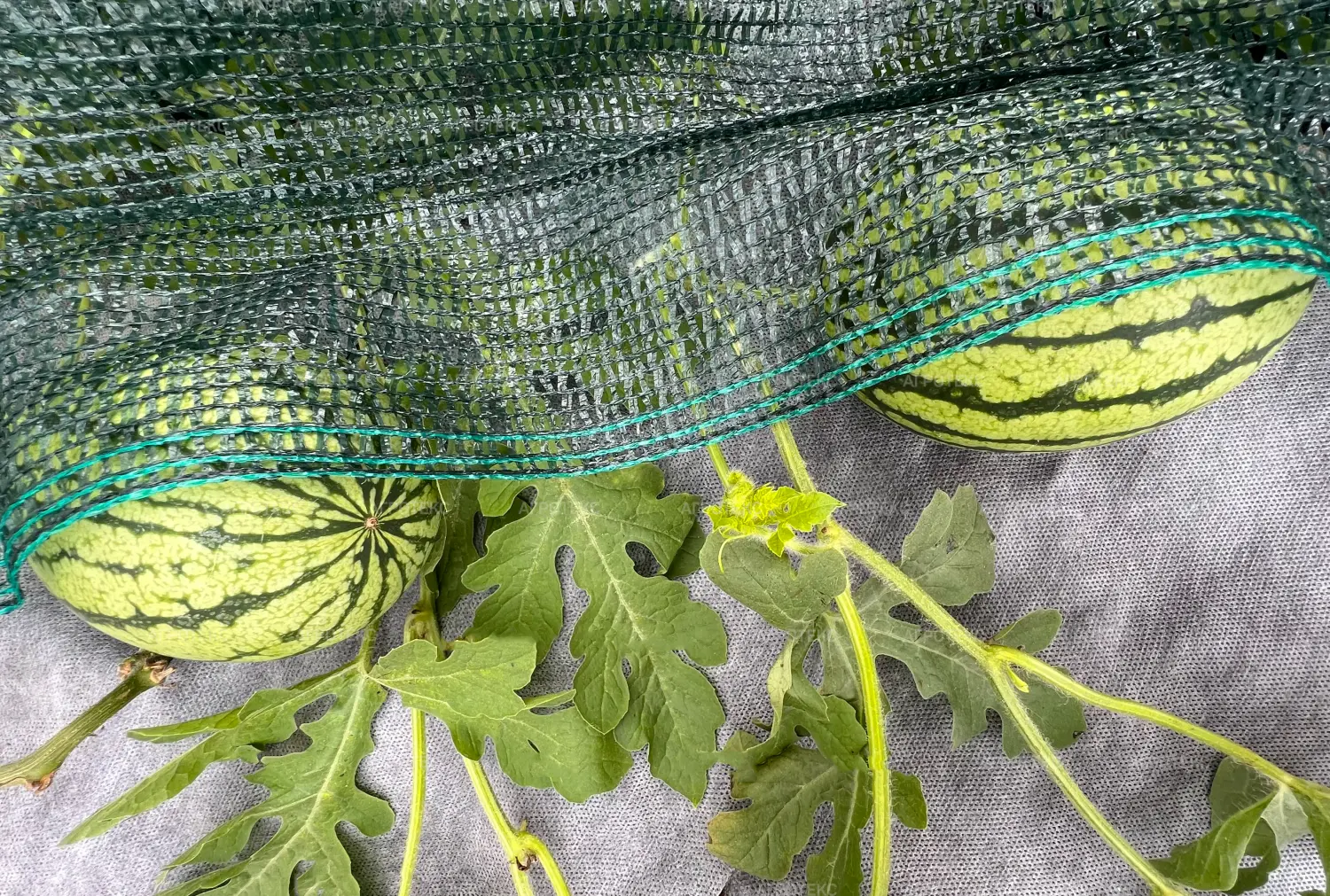 Агротекс двойная защита Бело-чёрный 80, 1,6*5 м, уп