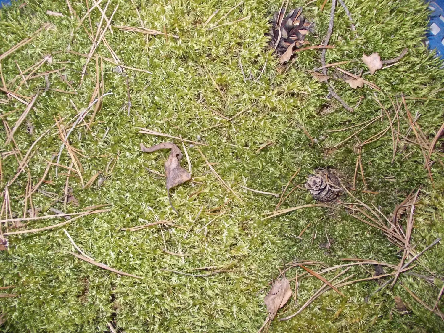 Мох натуральный, зеленый, лоток 30*40 см (без лотка), шт