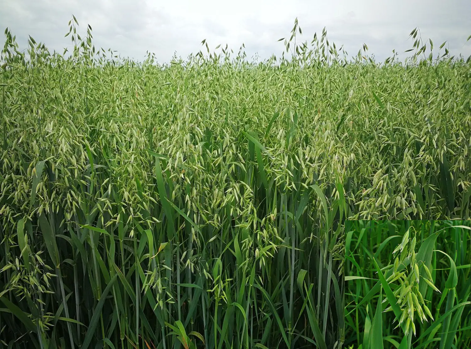 Сидерат Овес, 1,0 кг