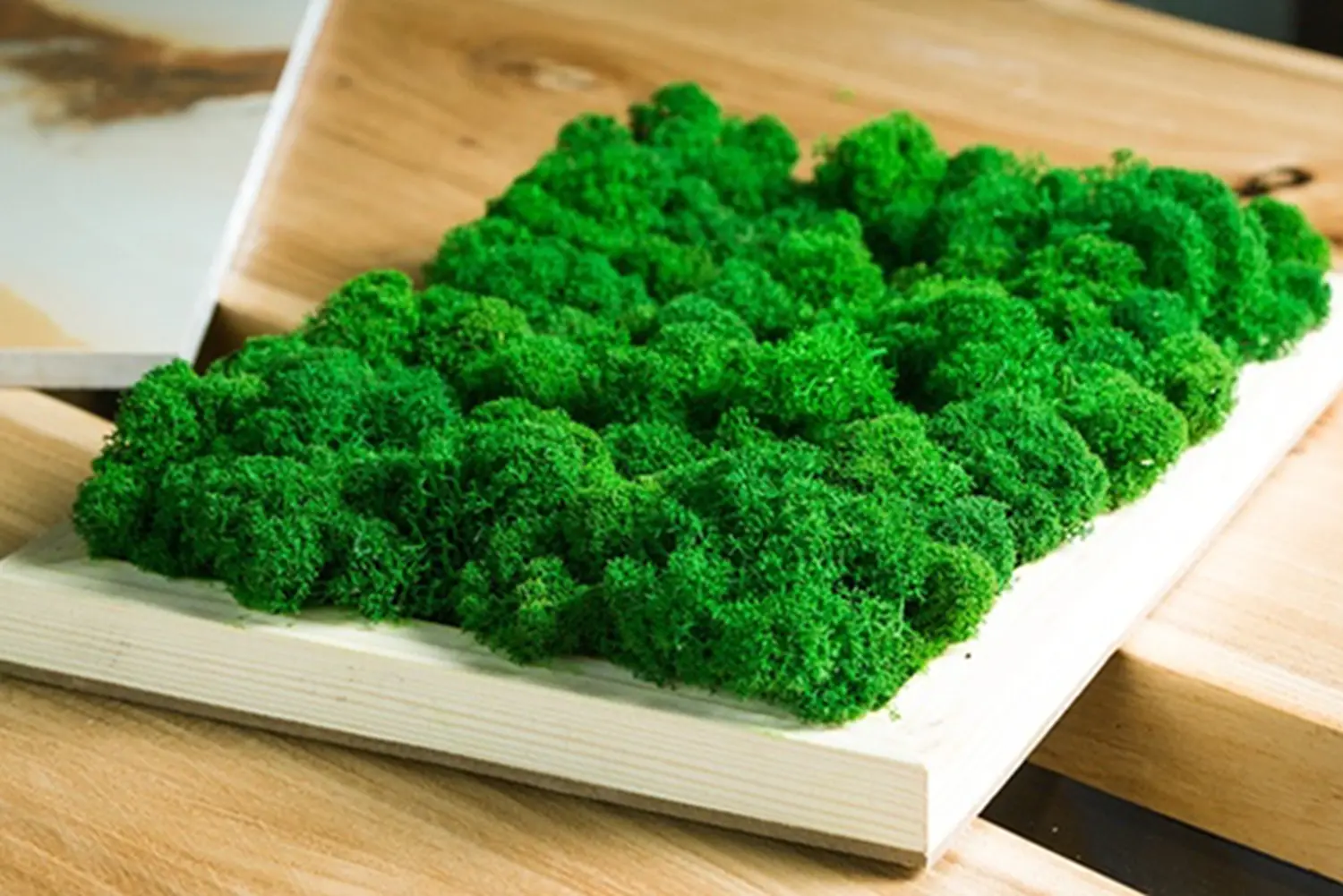 Мох стабилизированный №22 кофе, 30*40 см, пак