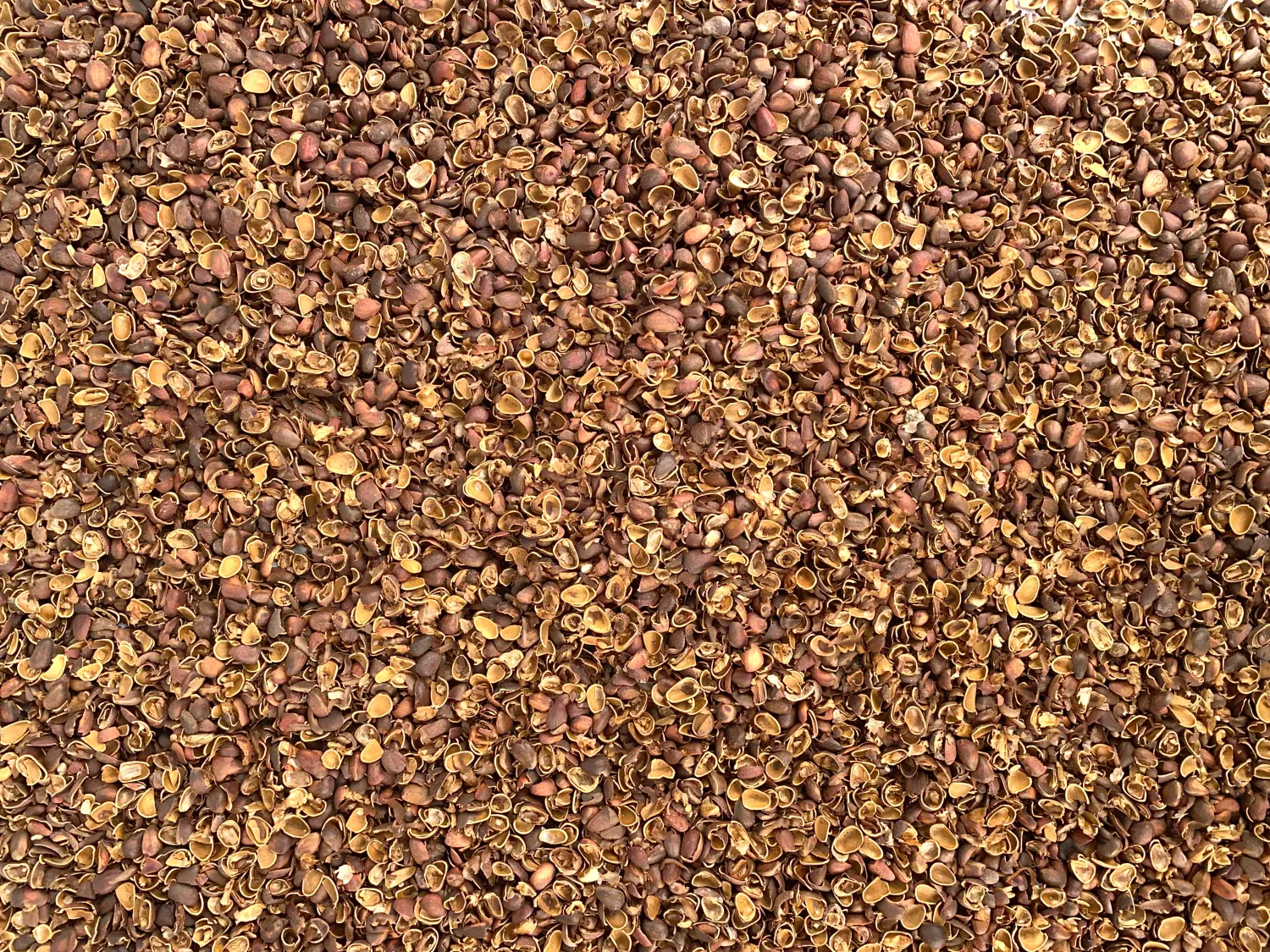 Скорлупа кедрового ореха, 90 л